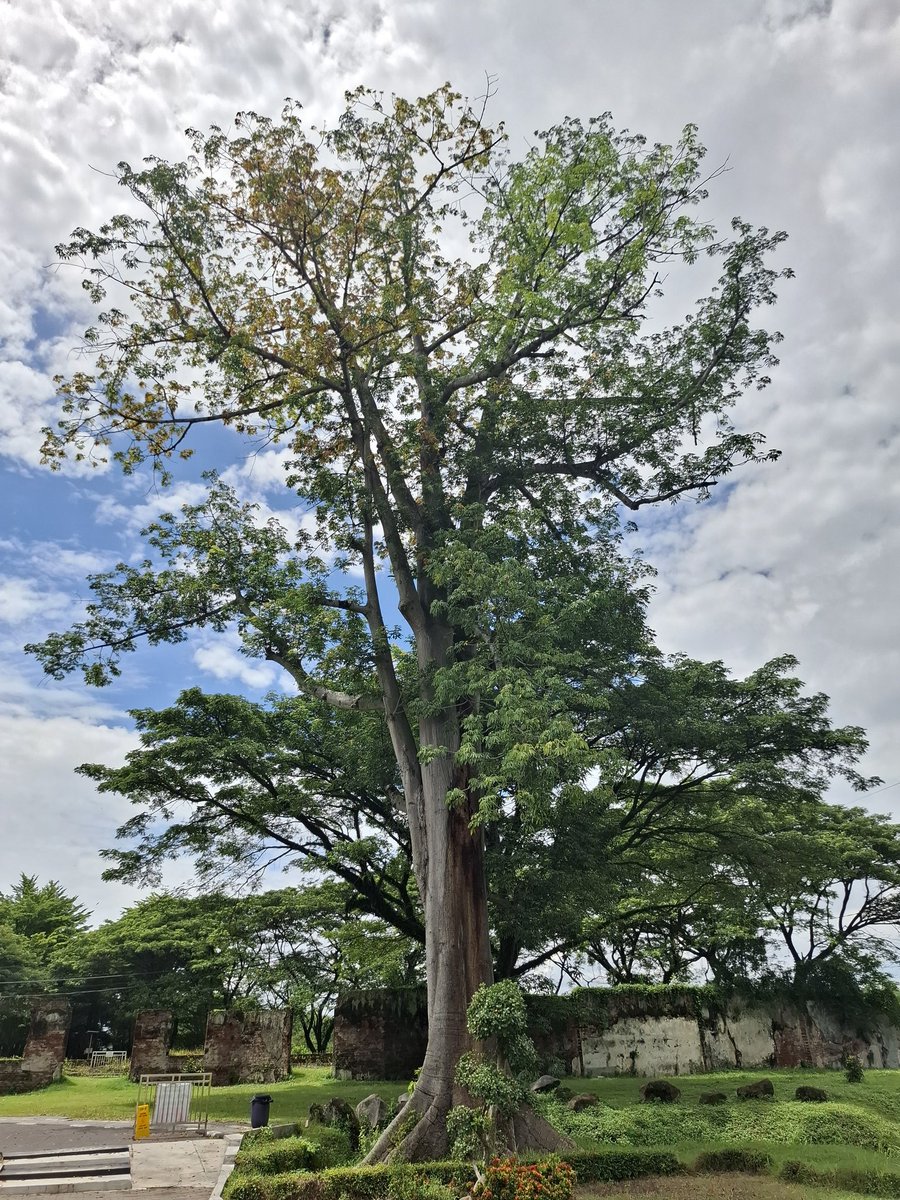 Milo Soklat tweet media