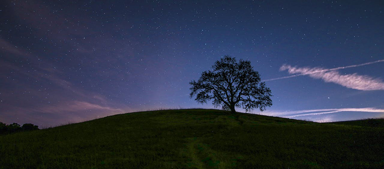 sai1919's tweet photo. #twcontest is happening now and what can I say about it? Only that here's a POV out looking at the tree and the sky. https://t.co/7UCY1rM3NU