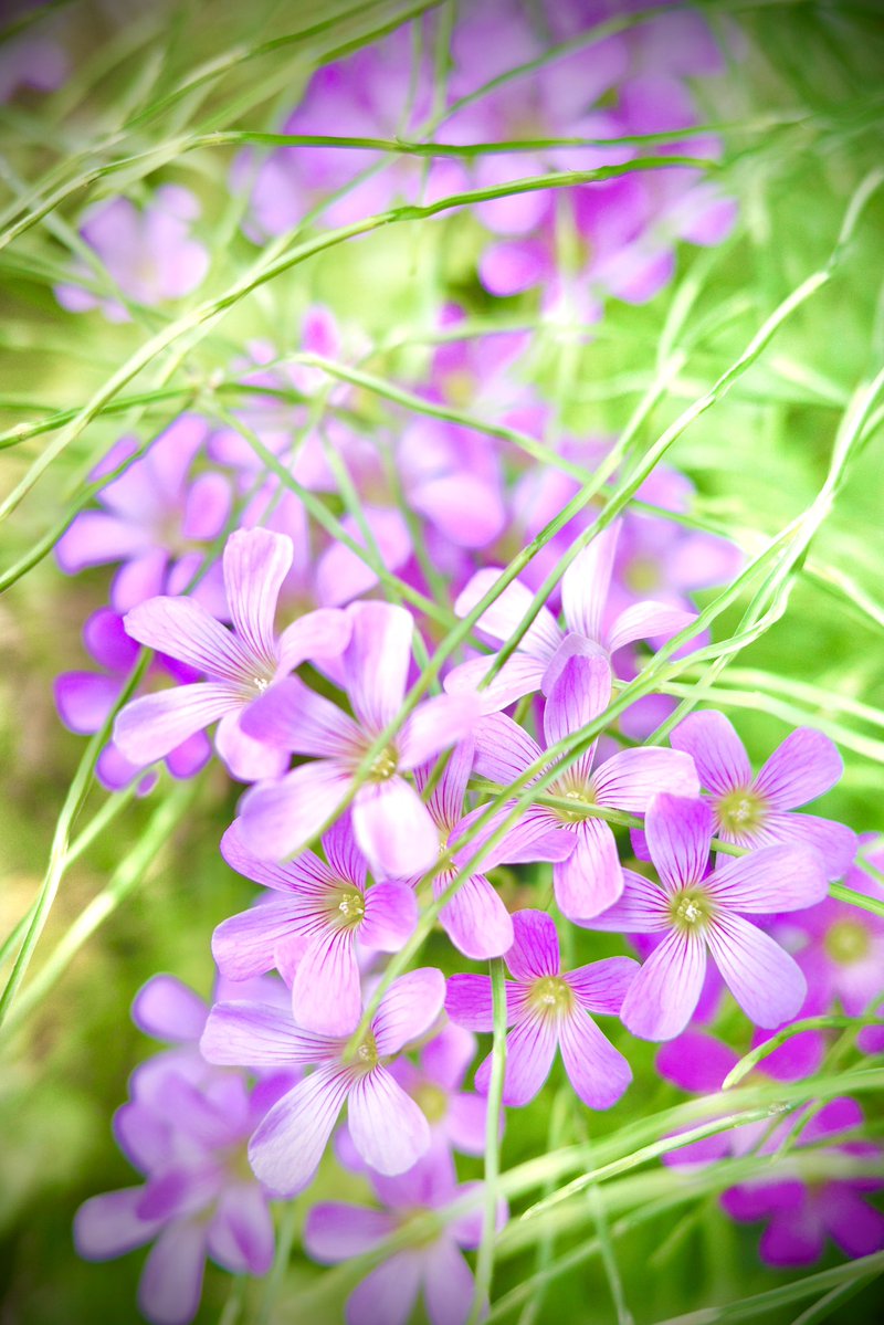 まぁふぃ🍆🌈 tweet media