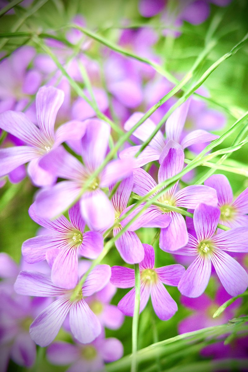 まぁふぃ🍆🌈 tweet media