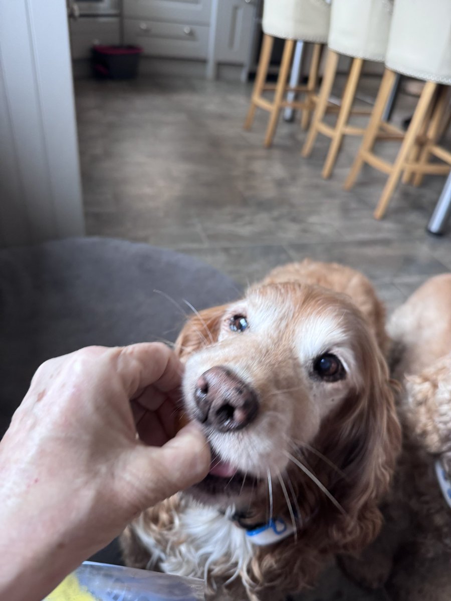 SpanielsSuper's tweet image. Sausages #Yum #TabletQueue