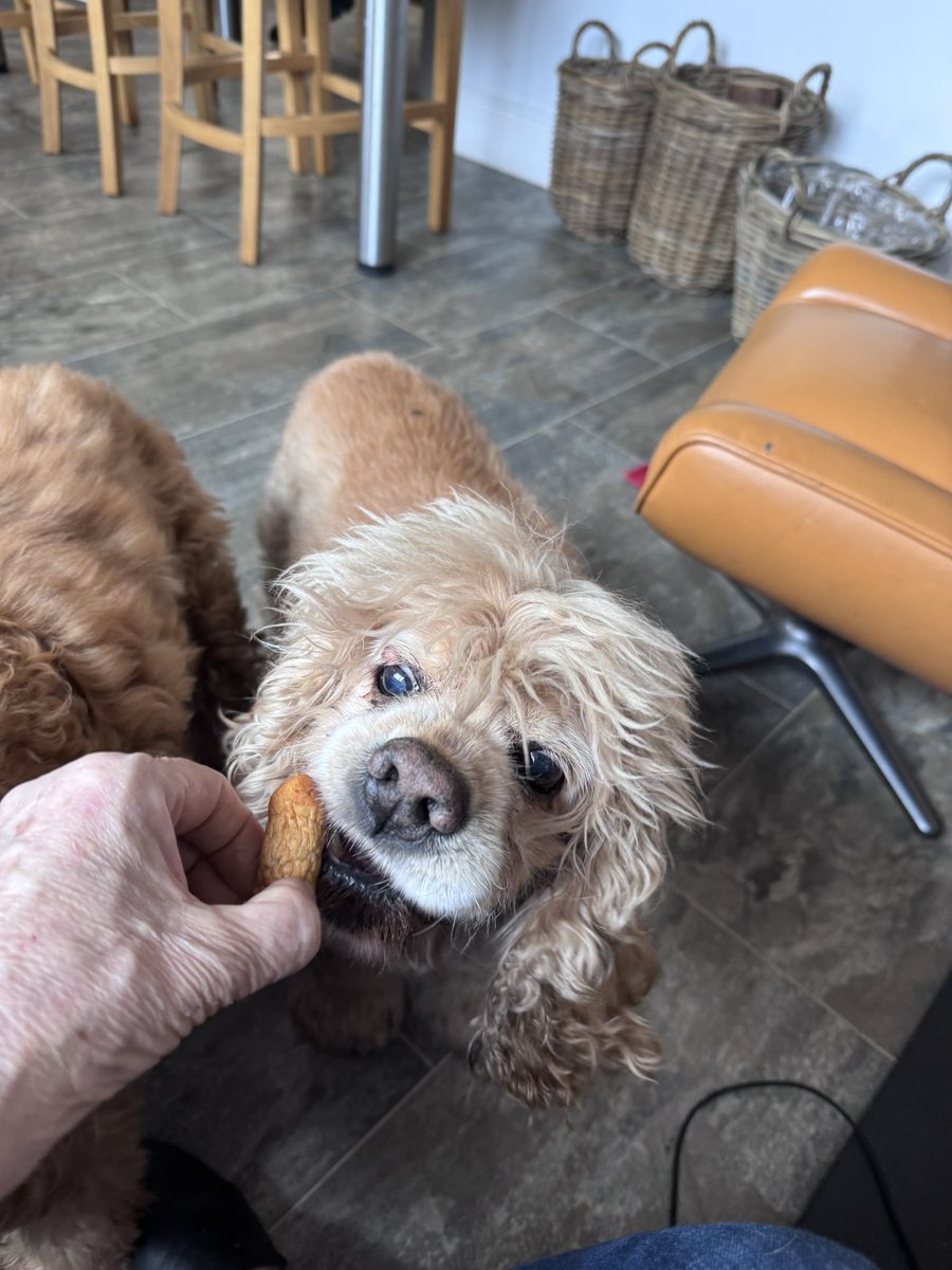 SpanielsSuper's tweet image. Sausages #Yum #TabletQueue