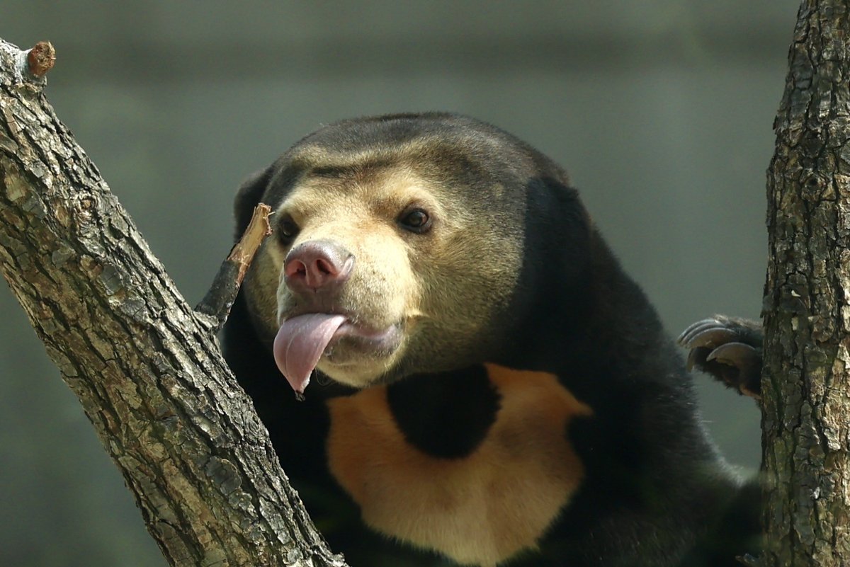 ChinaDaily's tweet image. A tiny #bear with a super long tongue just landed in #Beijing Zoo! 🐻 Meet the Malayan sun bear, the smallest bear species. It climbs like a champ and uses its extra-long tongue to grab honey. Come say hi to this new star at the Bear Hill. So cute! 😍 #ChinaBound

Visit China