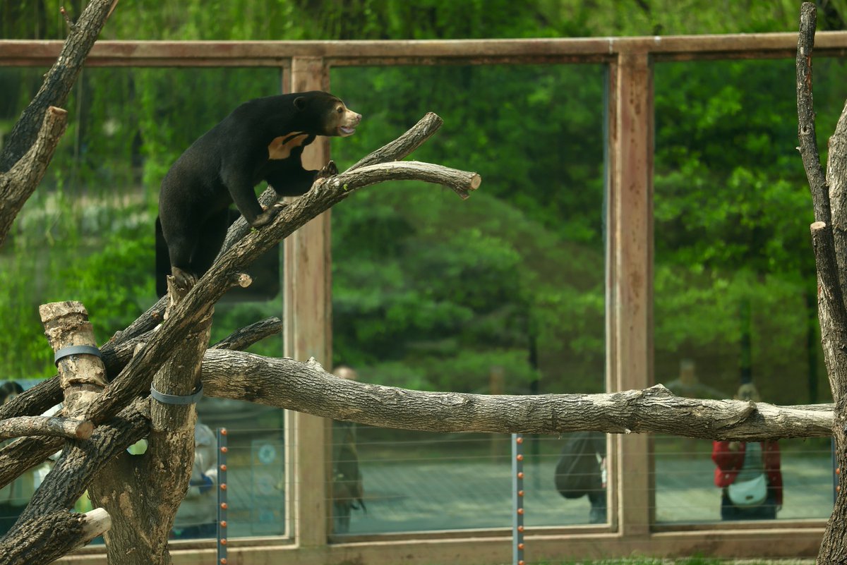 ChinaDaily's tweet image. A tiny #bear with a super long tongue just landed in #Beijing Zoo! 🐻 Meet the Malayan sun bear, the smallest bear species. It climbs like a champ and uses its extra-long tongue to grab honey. Come say hi to this new star at the Bear Hill. So cute! 😍 #ChinaBound

Visit China