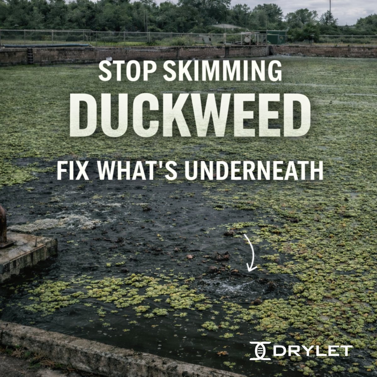 Drylet's tweet image. Duckweed isn’t your problem. It’s your warning sign.

If it’s covering your lagoon, you’ve already lost oxygen transfer, light penetration, and treatment efficiency. Skimming it off won’t fix what’s underneath.

Read what’s really going on: drylet.com/news-press/duc…

#duckweed