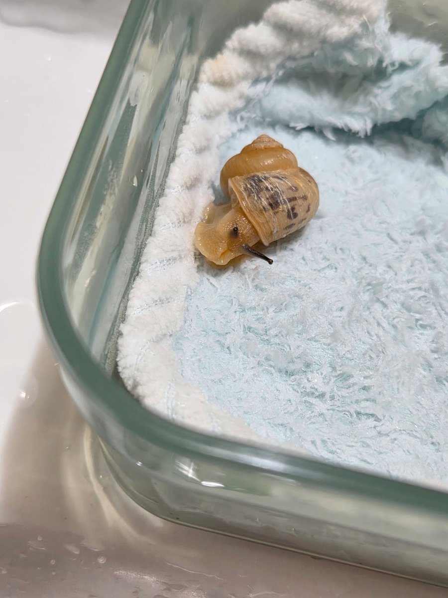 테풀잎 tweet media