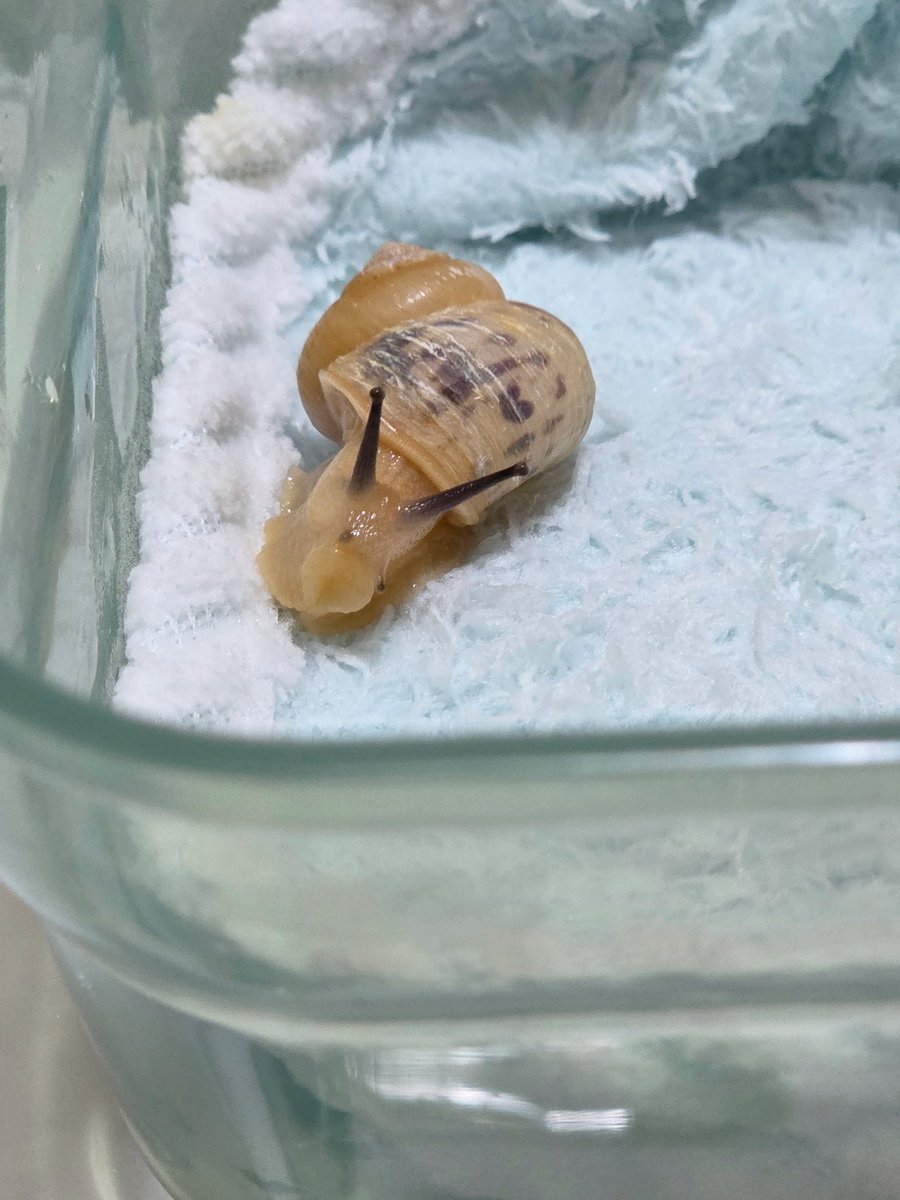 테풀잎 tweet media