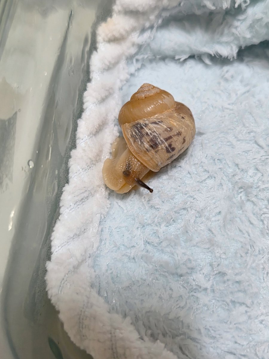 테풀잎 tweet media