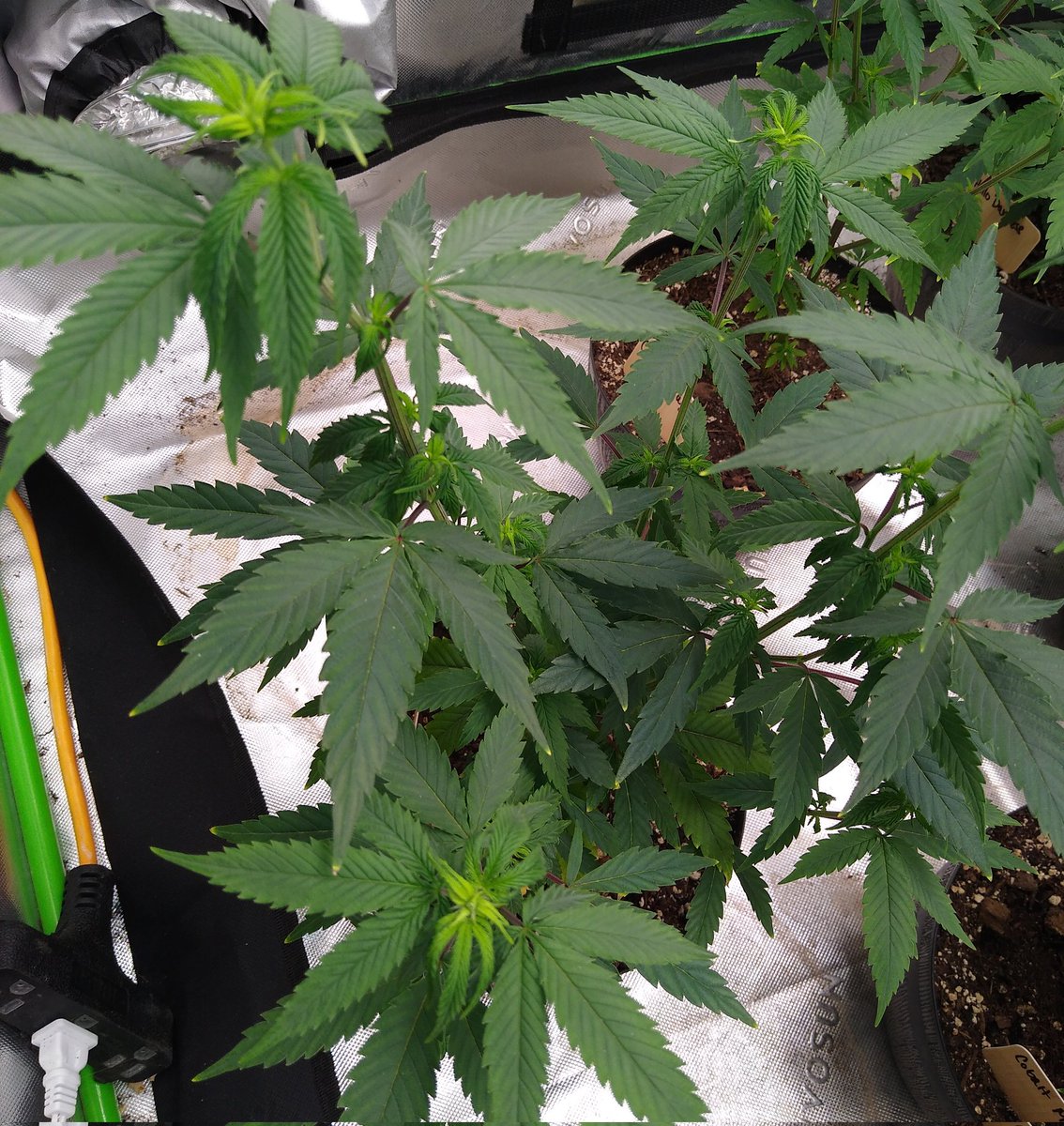 TopTierTerps2's tweet photo. Spanish Inferno, "New Cultivar" π€«, Flo Mega Fem and Cobalt Mirage. Almost showtime! π #GrowYourOwn #SeedRun #Cannabis #CannaFam https://t.co/owAlazlt6G