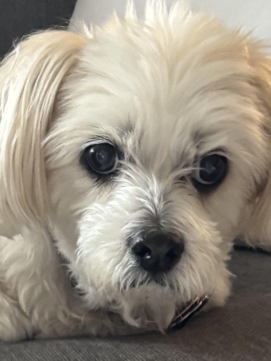 Fuzzy (Angel Daisy 🌈) tweet media