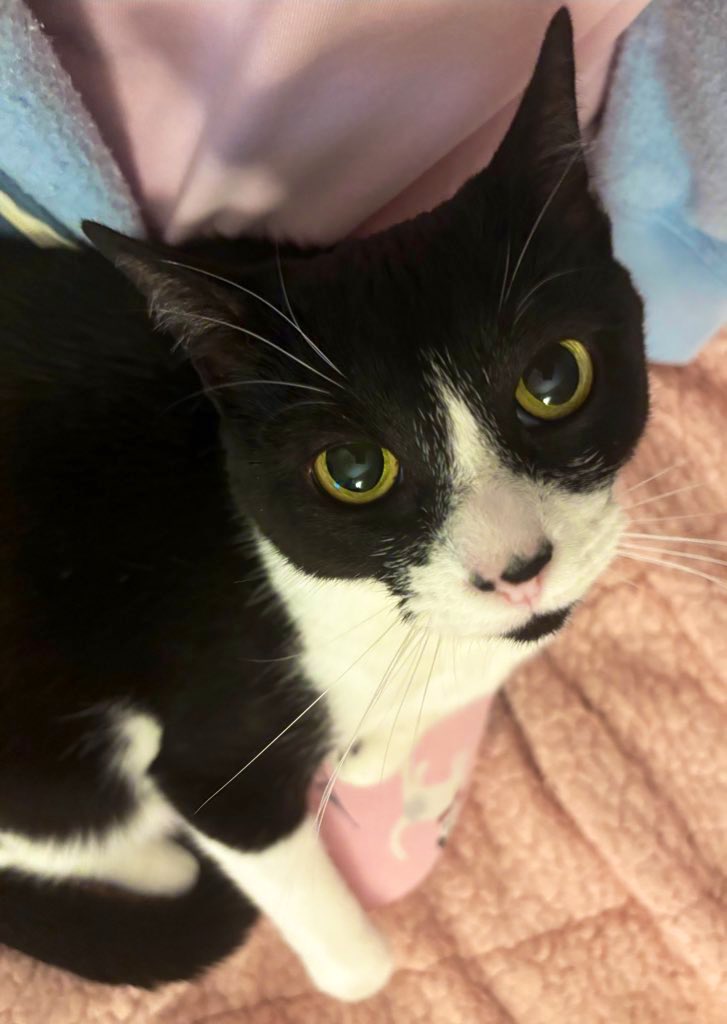 Sophie🐈 Molly🐈 & RIP Boo🐈 tweet media