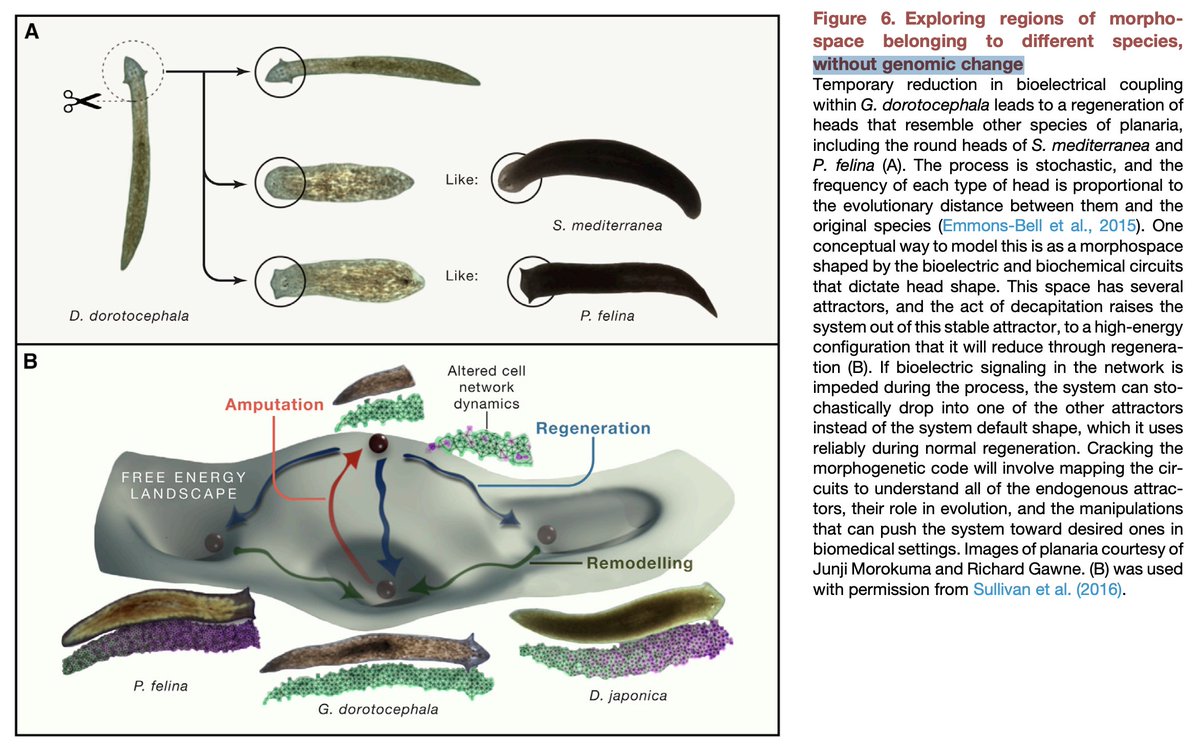 <a href="/DKlemitz/">David Klemitz</a> <a href="/drmichaellevin/">Michael Levin</a> more than emergent behavior, I'd say what's interesting is how networks of cells can store shape memories and recover them from partial inputs, and the memory can be rewritten without genomic modification cell.com/cell/fulltext/…