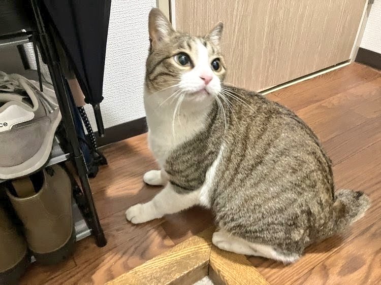 coperu42nd's tweet photo. 猫侵入 https://t.co/LDPahMw9R2