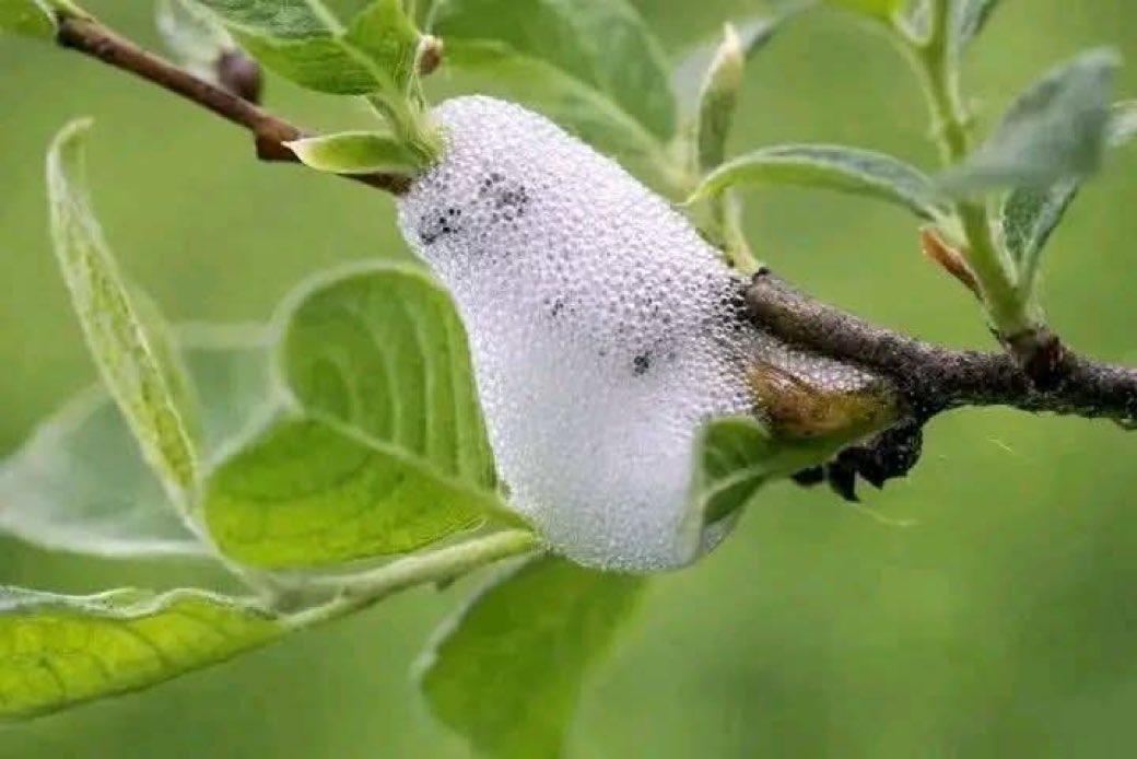 MR G🇺🇬 tweet media