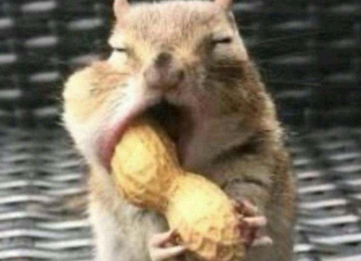 rickets / 18+ acc tweet media