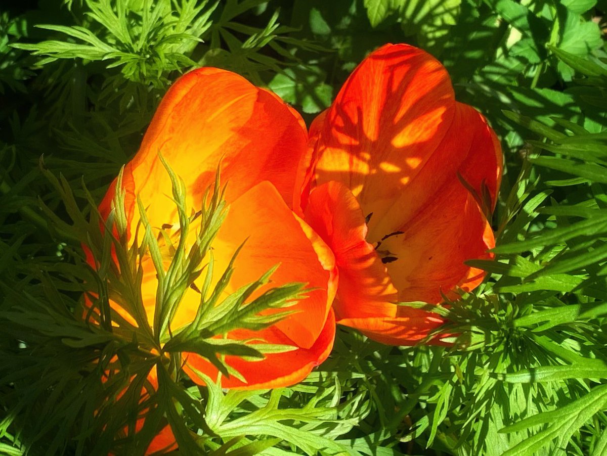 Ruth Wadey tweet media