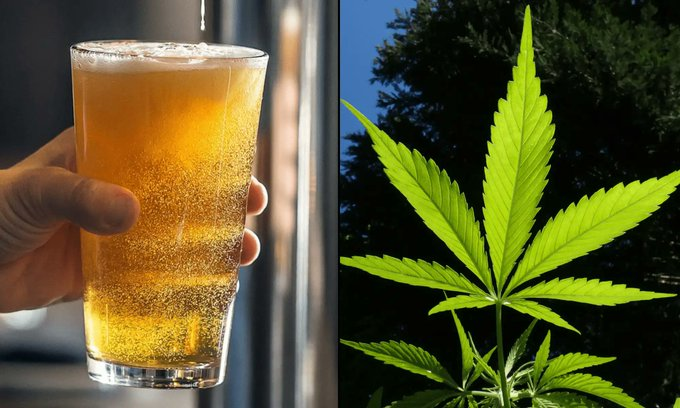 Temptersus's tweet photo. Marijuana Sales Are Rising And Alcohol Is On The Decline As Consumer Preferences Evolve, Government Data In Canada Shows

https://t.co/V6CeI8efEC https://t.co/tWLmPvr97C