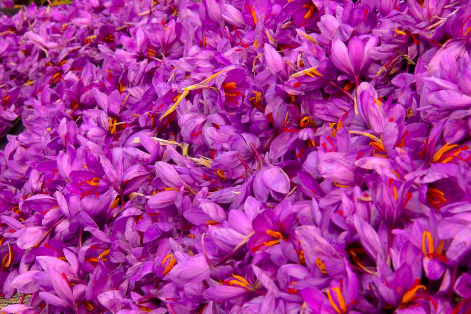 India Aesthetica tweet media