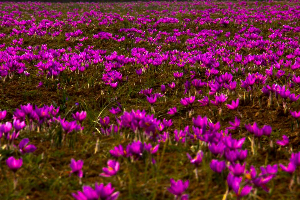 India Aesthetica tweet media