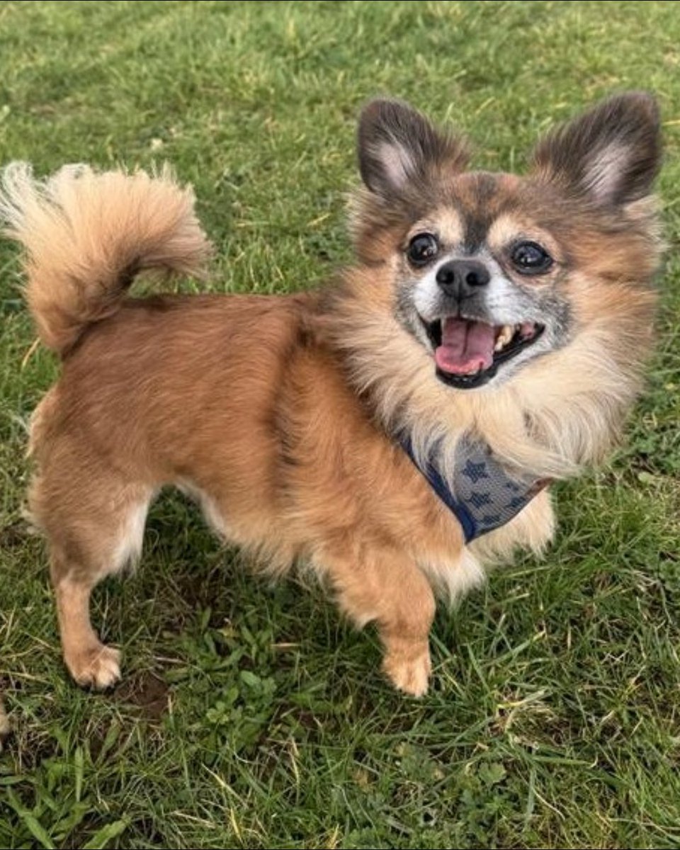 Blue Cross UK tweet media