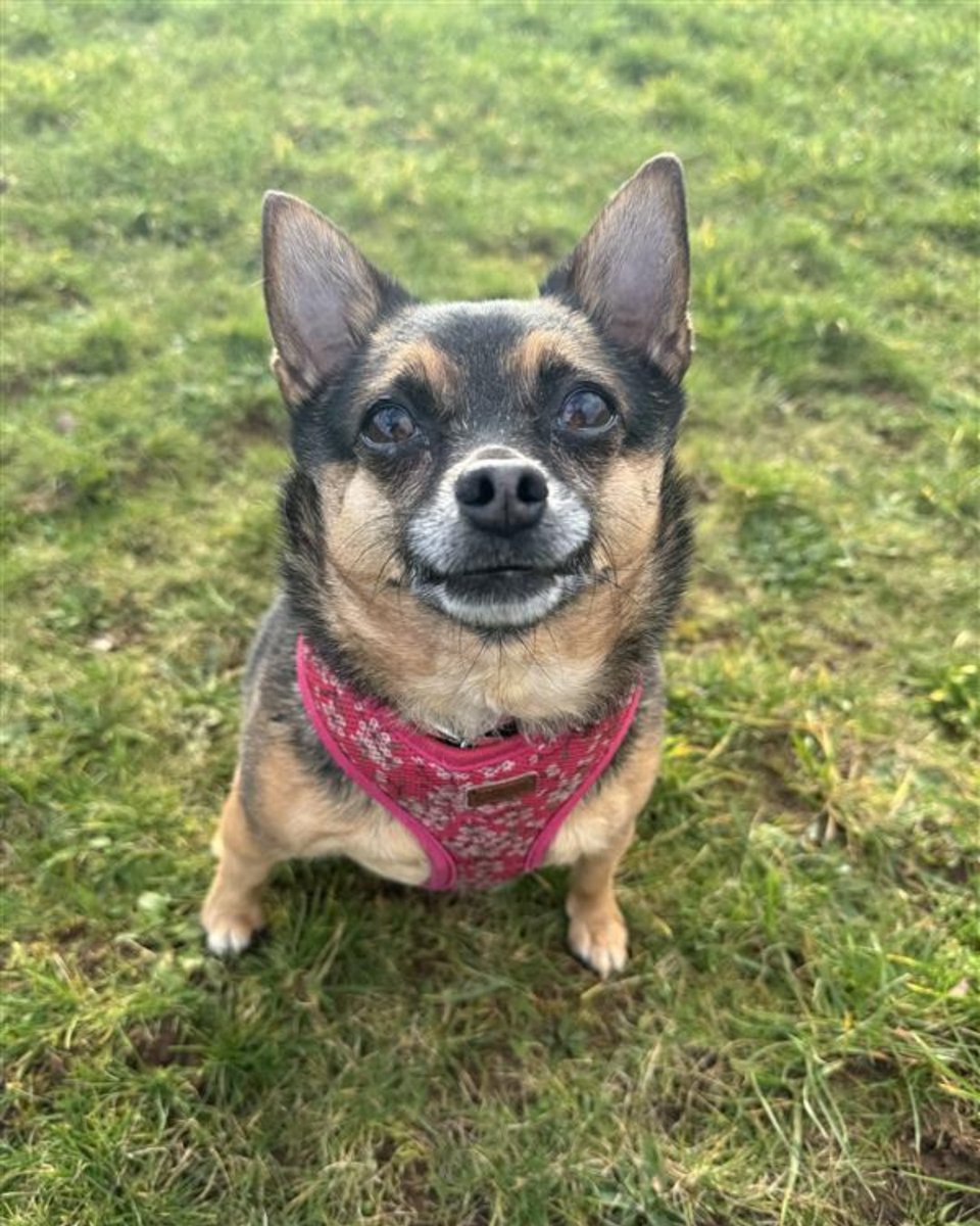 Blue Cross UK tweet media