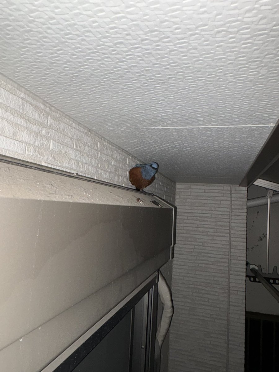 GS1200SSrider's tweet photo. 最近我が家のベランダに鳥が住み着いてると言われてたので確認したらこんなのが居た
イソヒヨドリとか言うらしい

幸せの青い鳥なら歓迎するけど？？ https://t.co/q2nhLoUS9J