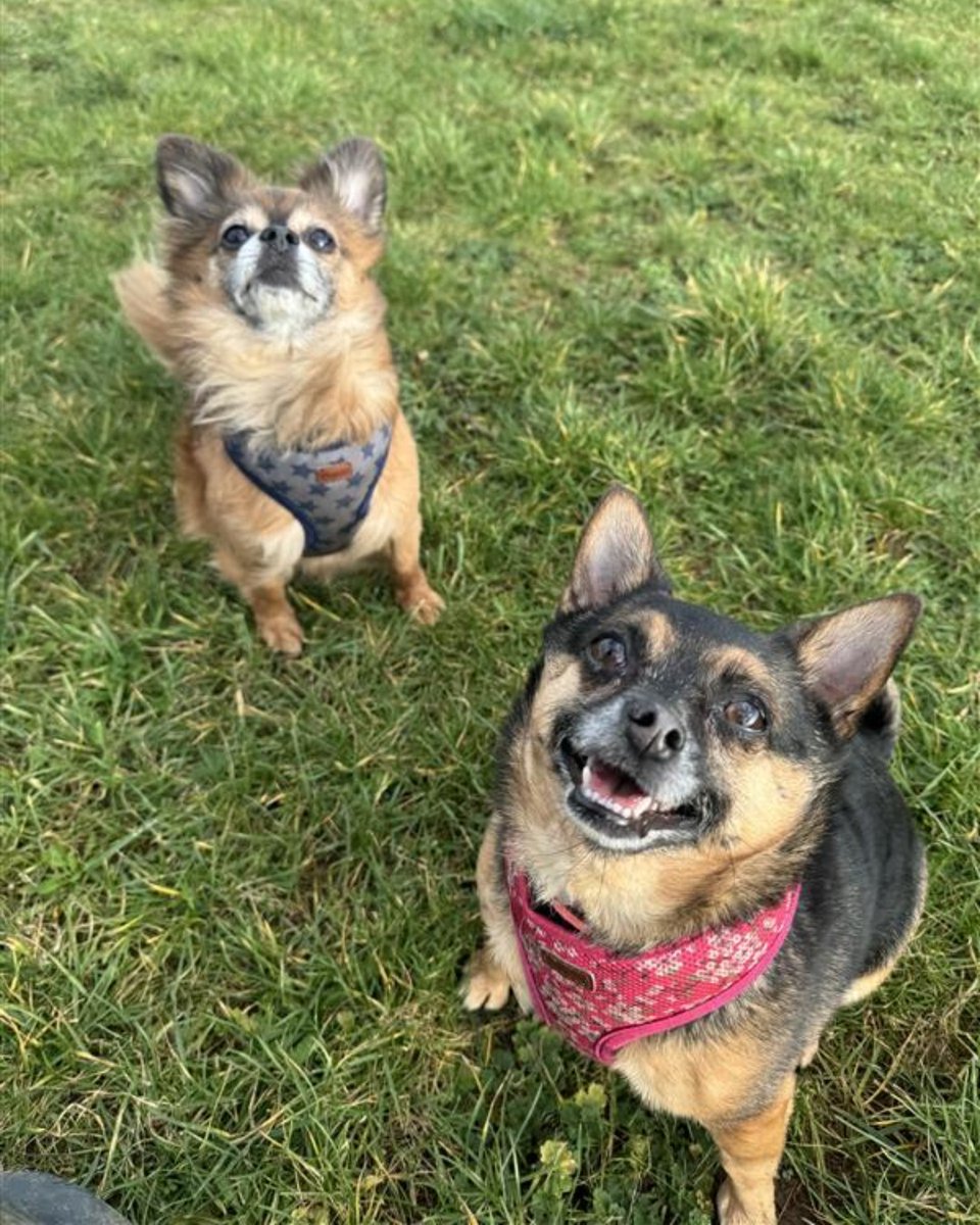 Blue Cross UK tweet media