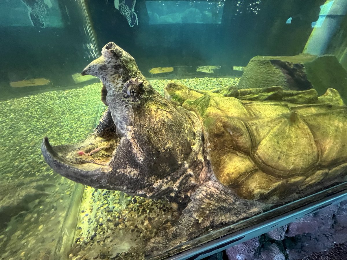 いぬねこ tweet media