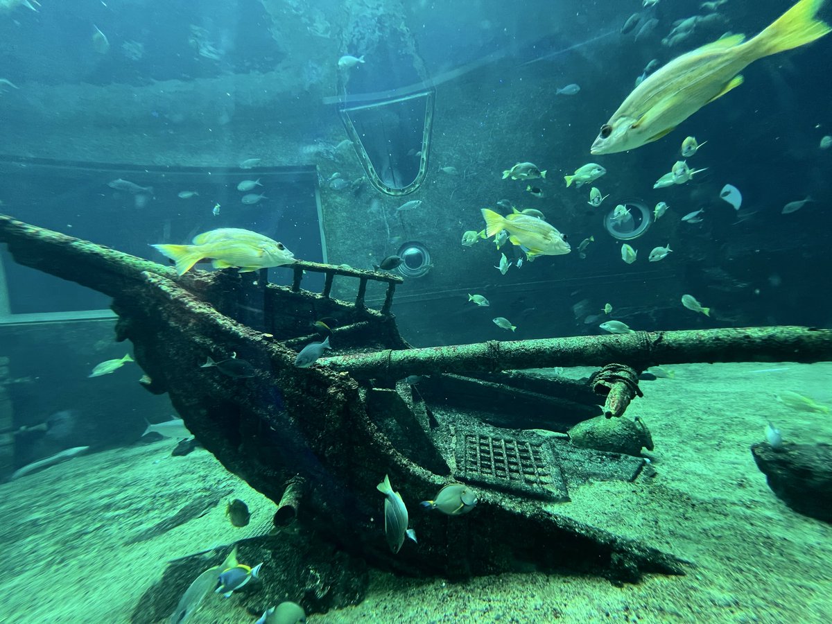 いぬねこ tweet media