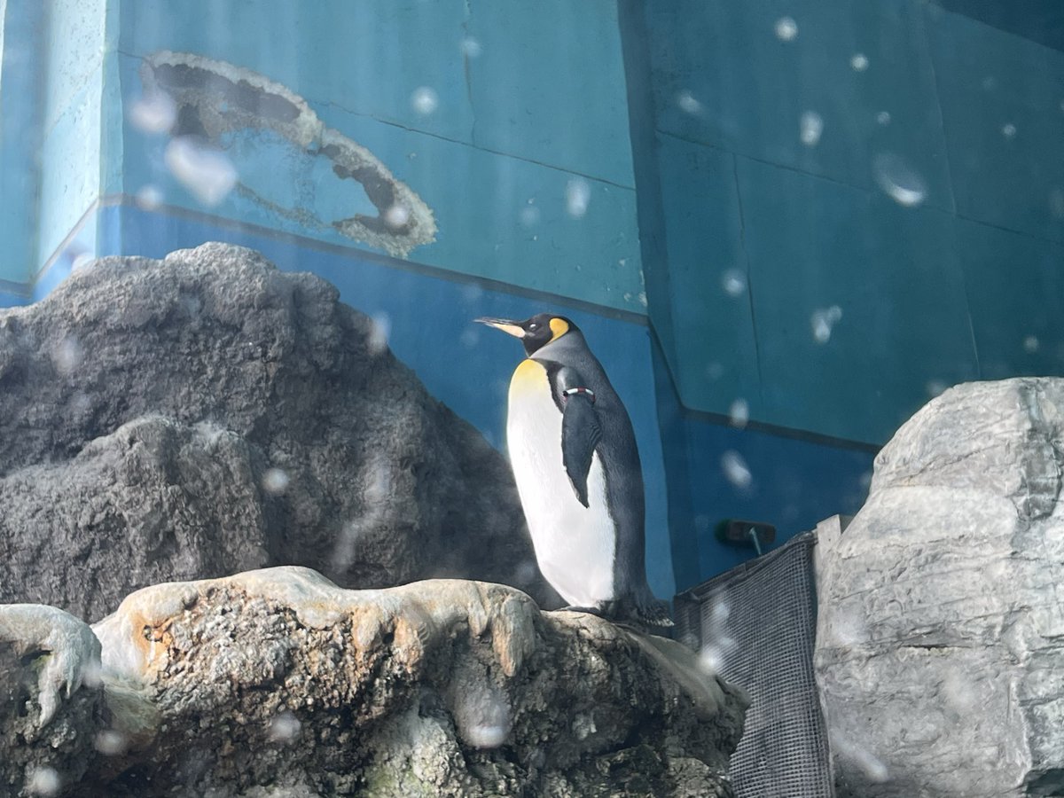 いぬねこ tweet media