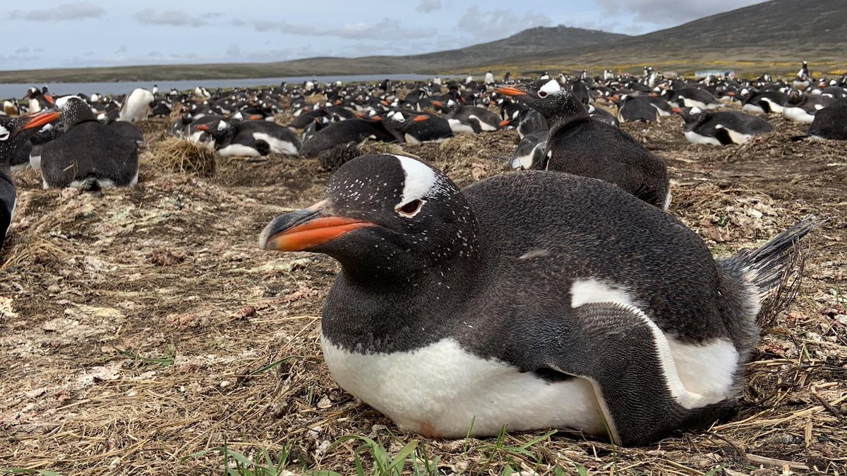 Mr Disco 🪩 tweet media