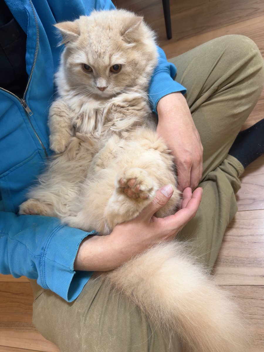 つきみねこ tweet media