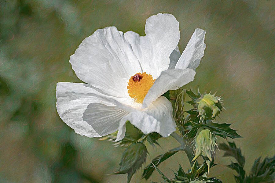 DebraMartz's tweet image. White Prickly Poppy - Wildflower - Painterly @DebraMartz
debra-martz.pixels.com/featured/white… 

#White #PricklyPoppy #poppy #one #flower #wildflower #nature #giftideas #homedecor #wallart #ayearforart