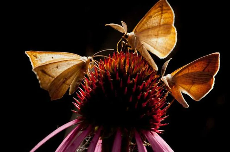 Give A Shit About Nature tweet media