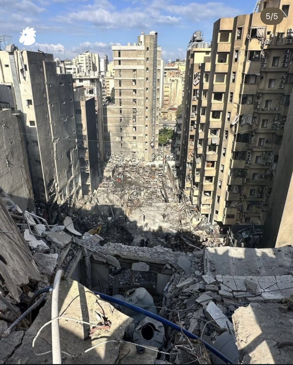 Dania El Hallak, MD tweet media