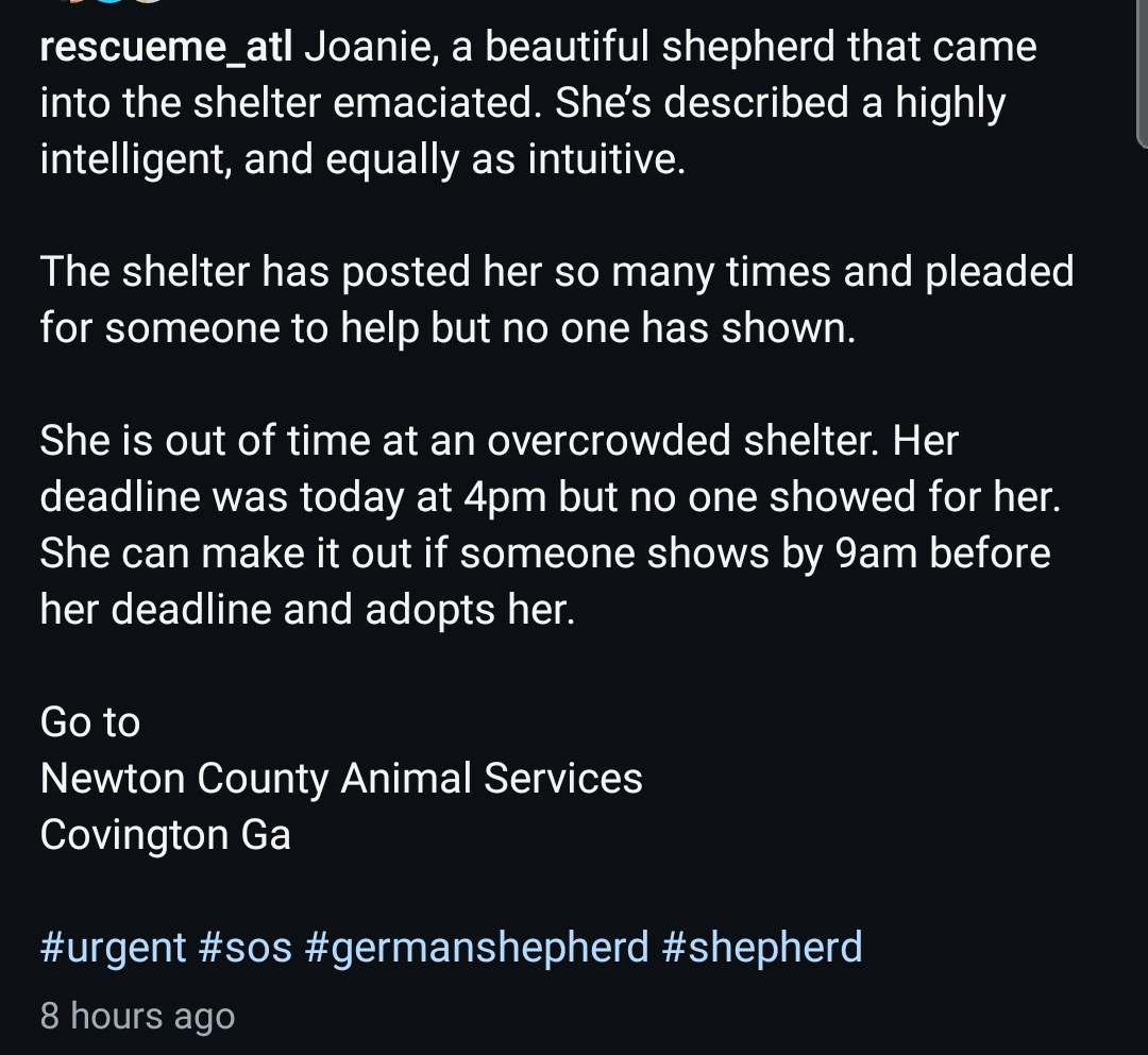 Foster a shelterpet at ZERO COST🐾 tweet media