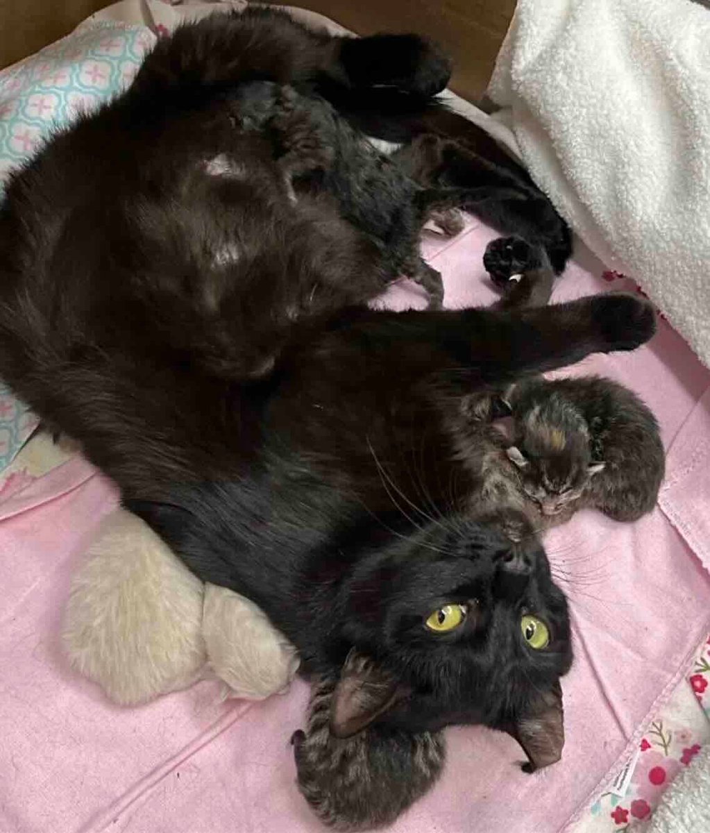 Cats and Kittens tweet media