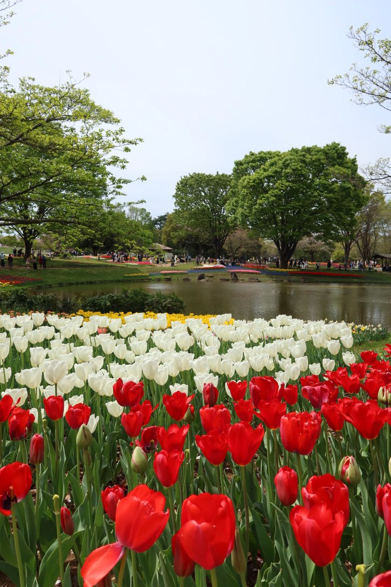 白ポメになりたい tweet media