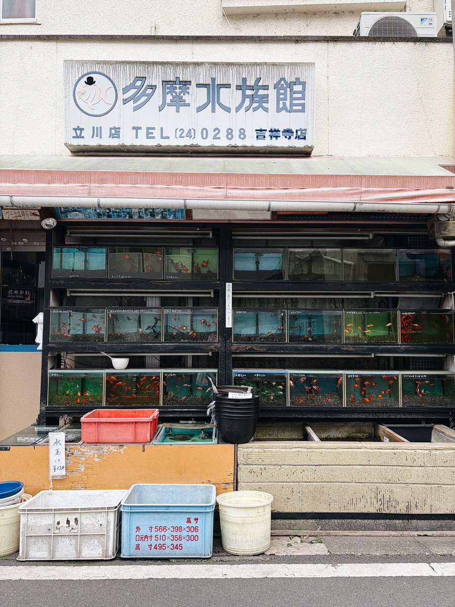 白ポメになりたい tweet media