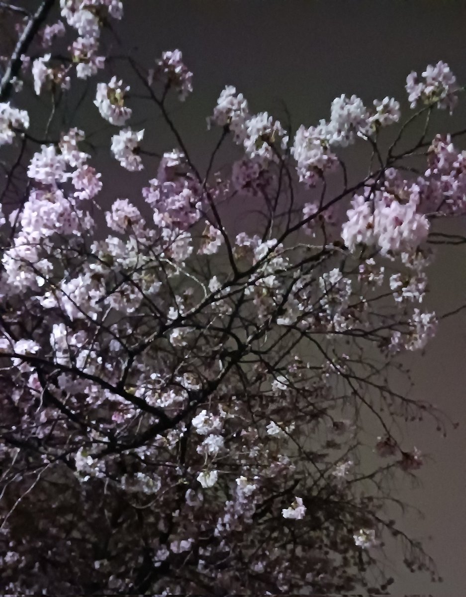 にっしー tweet media