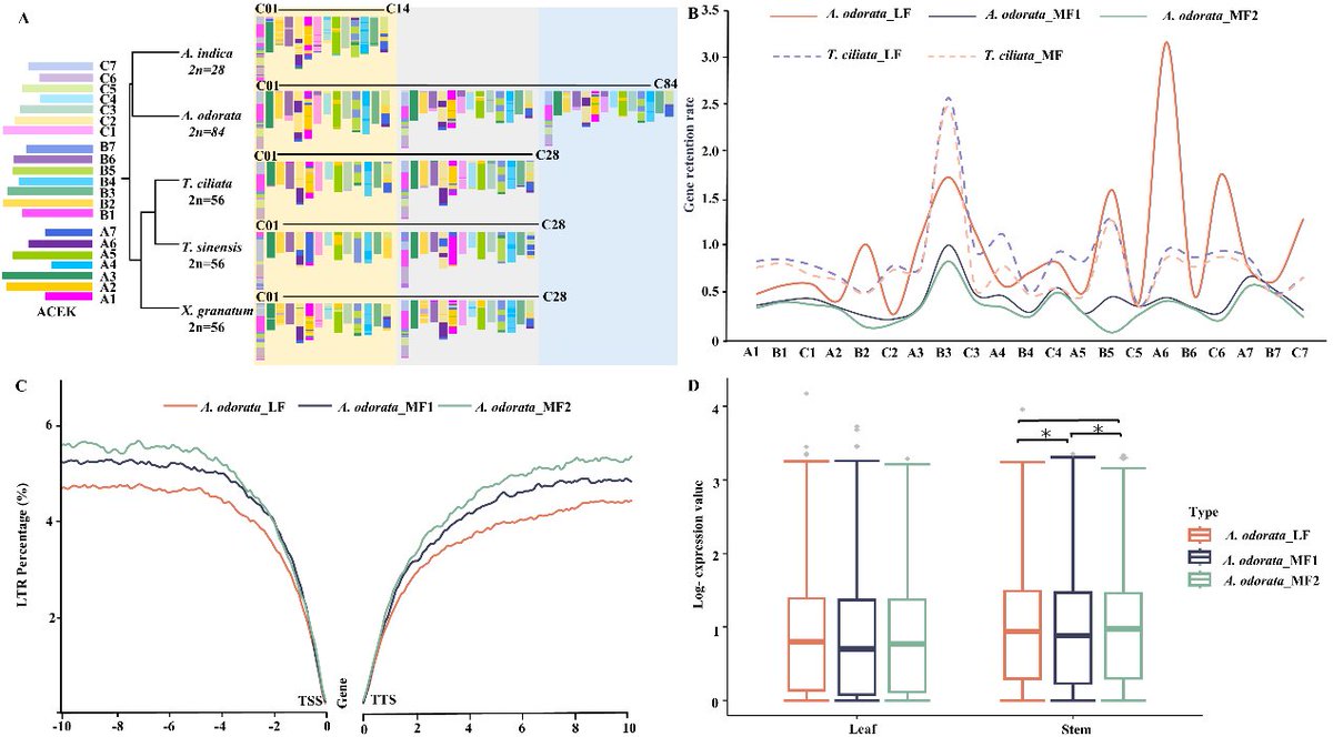 MolHort's tweet photo. 📑 High-quality genome assembly of Aglaia odorata reveals evolution, terpenes diversity and abundance in Meliaceae
https://t.co/UIxSBrZoES
@wimi_biotech https://t.co/pyTXX3N6V9