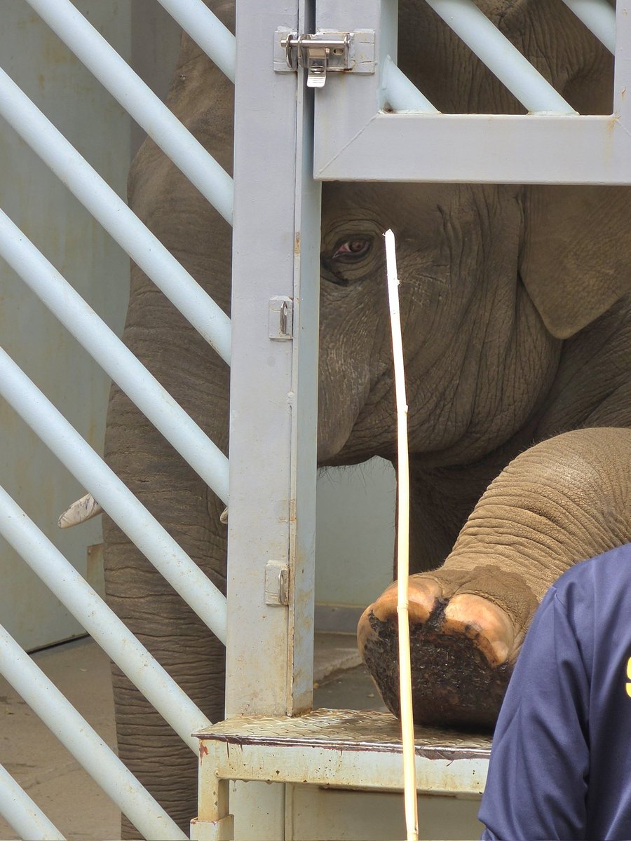 アルン🐘 tweet media