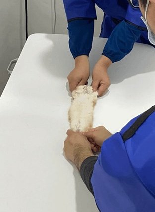 ScarletBlossom tweet media