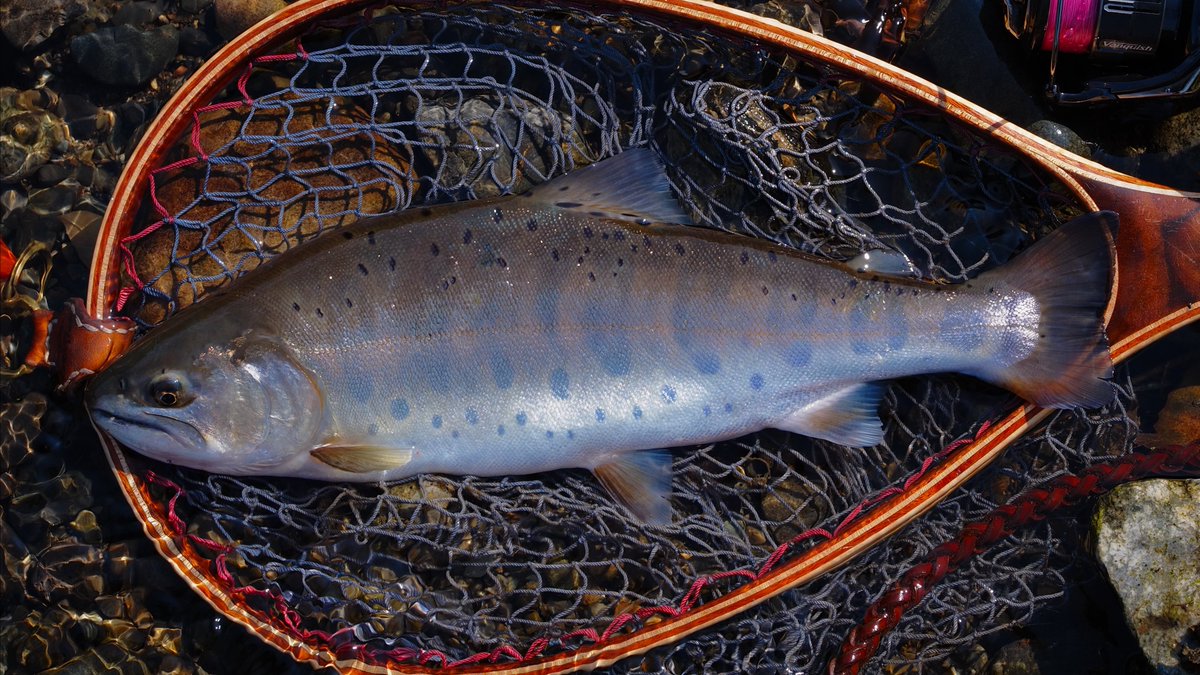 YAMA-MEGANE tweet media