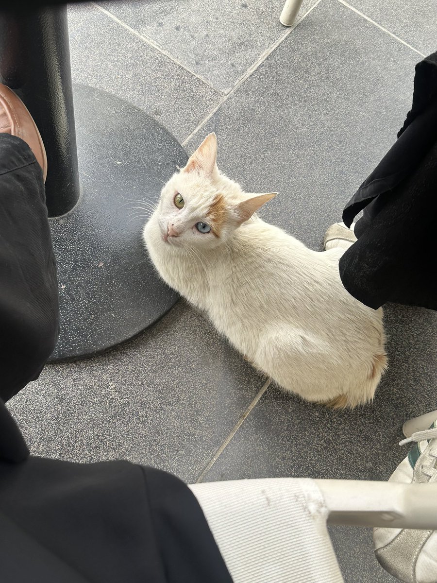 رانيا tweet media