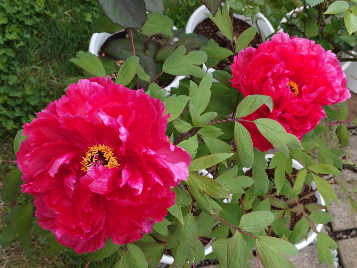 期都雅和 tweet media