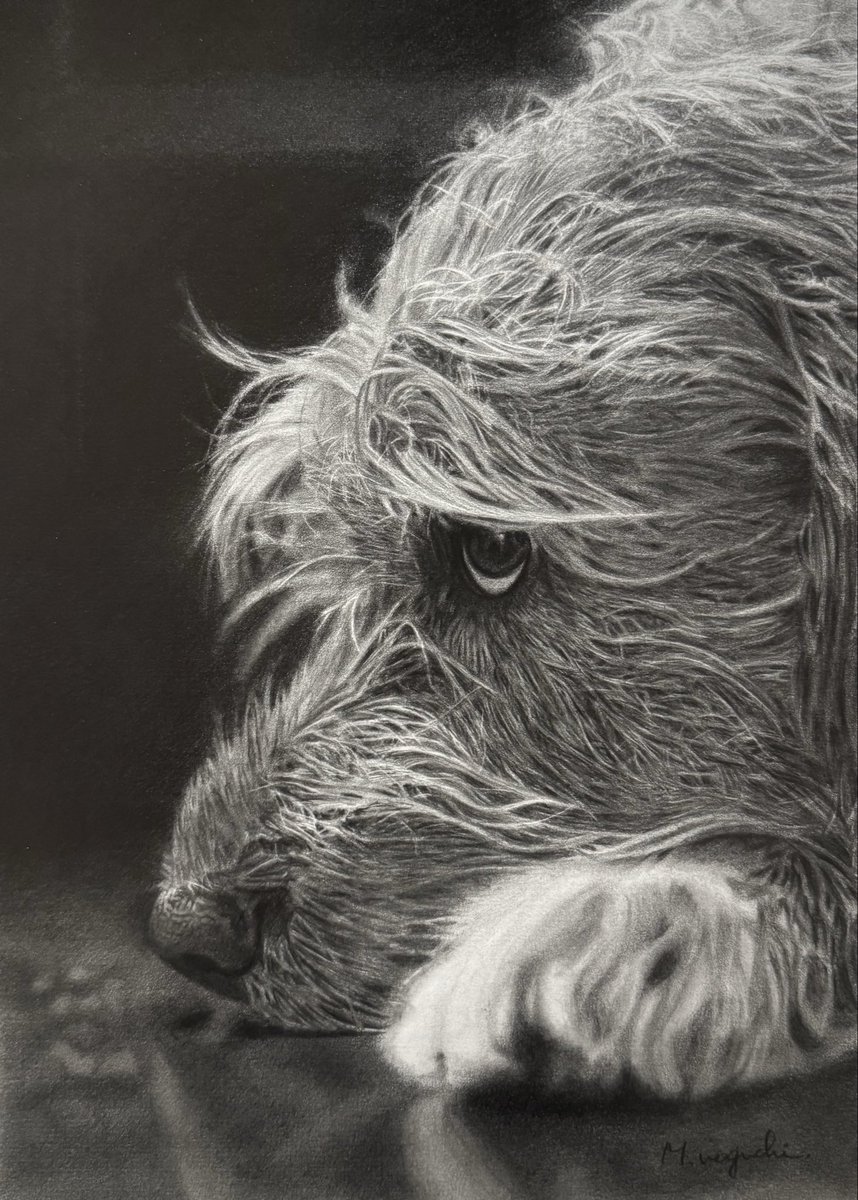 0325Terra's tweet image. 鉛筆画です。

#犬
#dog
#鉛筆画
#pencildrawing