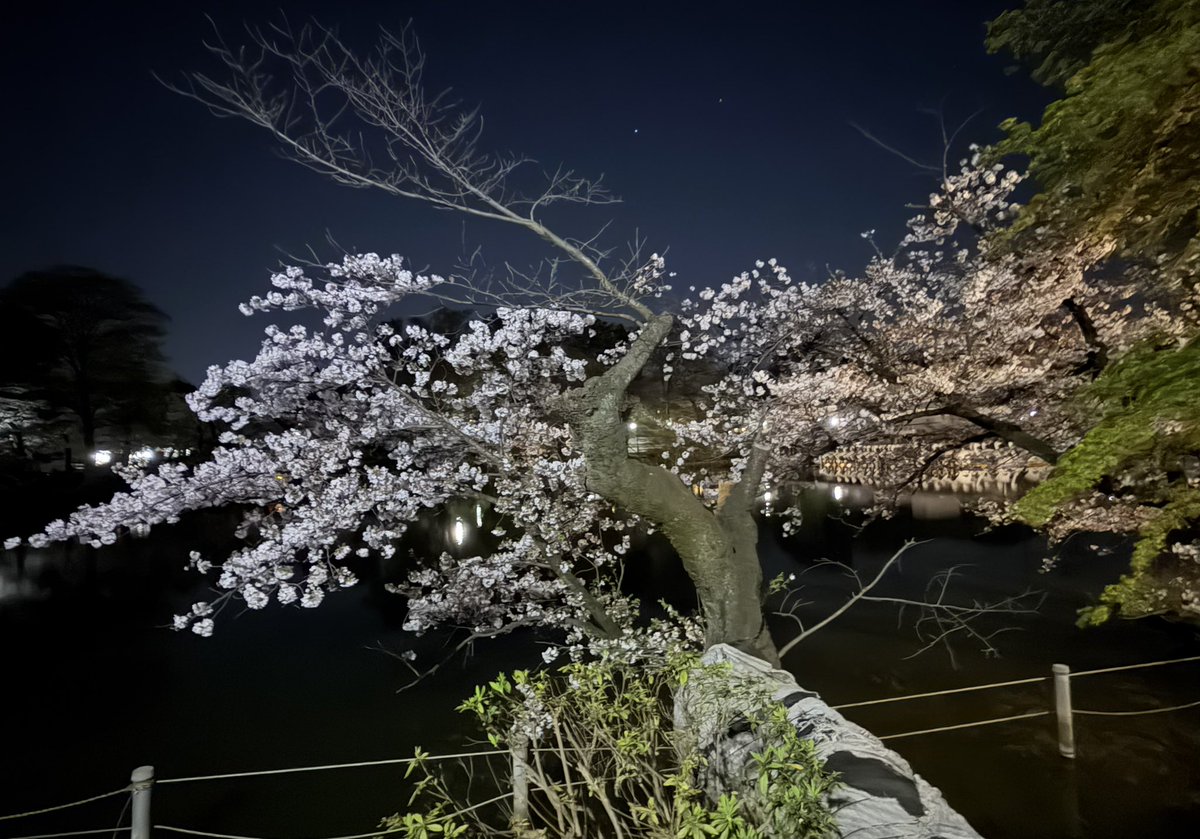SS26005803's tweet photo. 上野公園＆ 井の頭公園
今年お花見できた☆ https://t.co/dOr8Ha3jw8