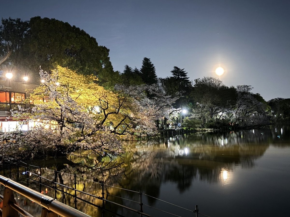 SS26005803's tweet photo. 上野公園＆ 井の頭公園
今年お花見できた☆ https://t.co/dOr8Ha3jw8