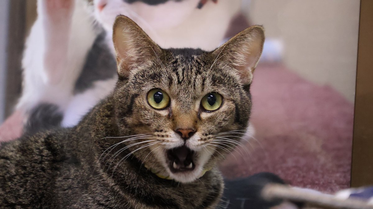 にゃんたまチャンネル@猫と遊べる温泉旅館 tweet media